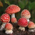Mushroom Pfp