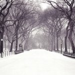 Download Nature Winter PFP
