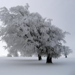 Download Nature Winter PFP