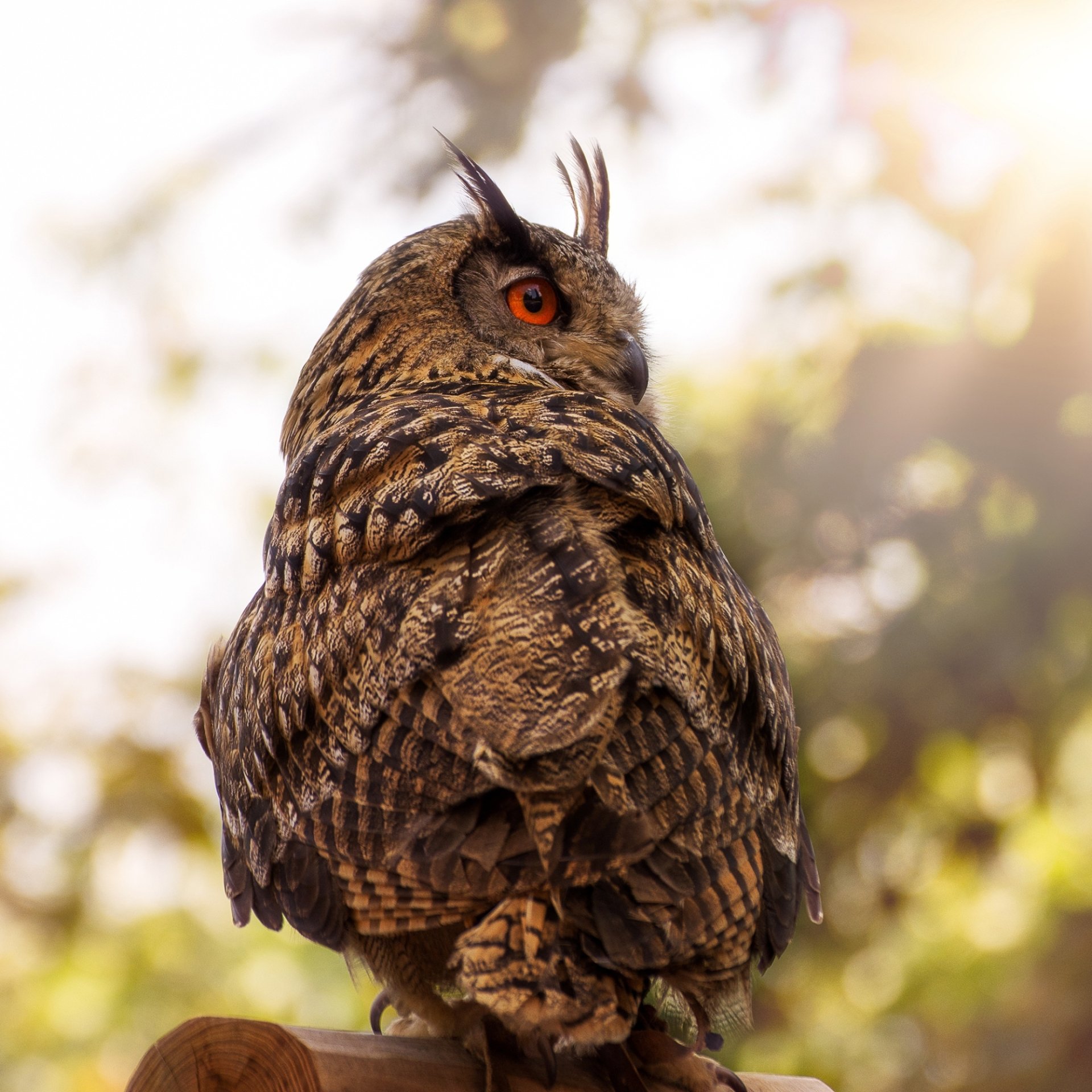 Download Bird Owl Eurasian Eagle-owl Animal  PFP