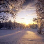 nature winter PFP