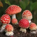 nature mushroom PFP