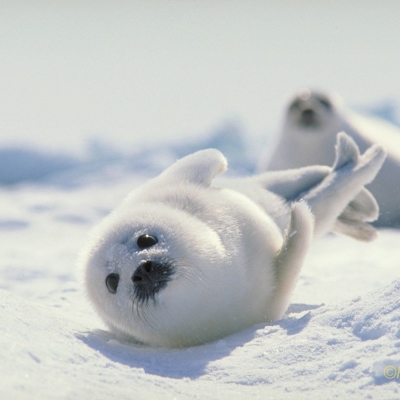 Japan, Hokkaido harp seal