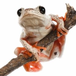 Tree Frog Pfp