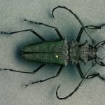 Download Animal Beetle PFP
