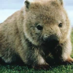 Animal wombat PFP