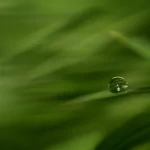 nature water drop PFP