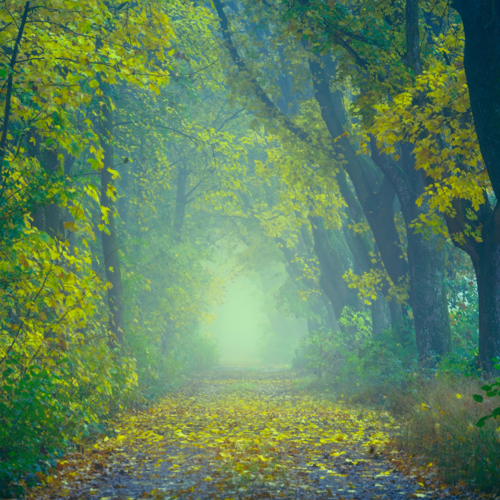 Autumn Foggy Forest