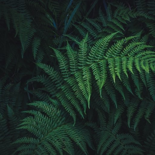 Download Greenery Nature Fern PFP