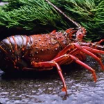 Animal crustacean PFP