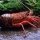 crustacean