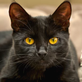  Black Cat with Golden Eyes