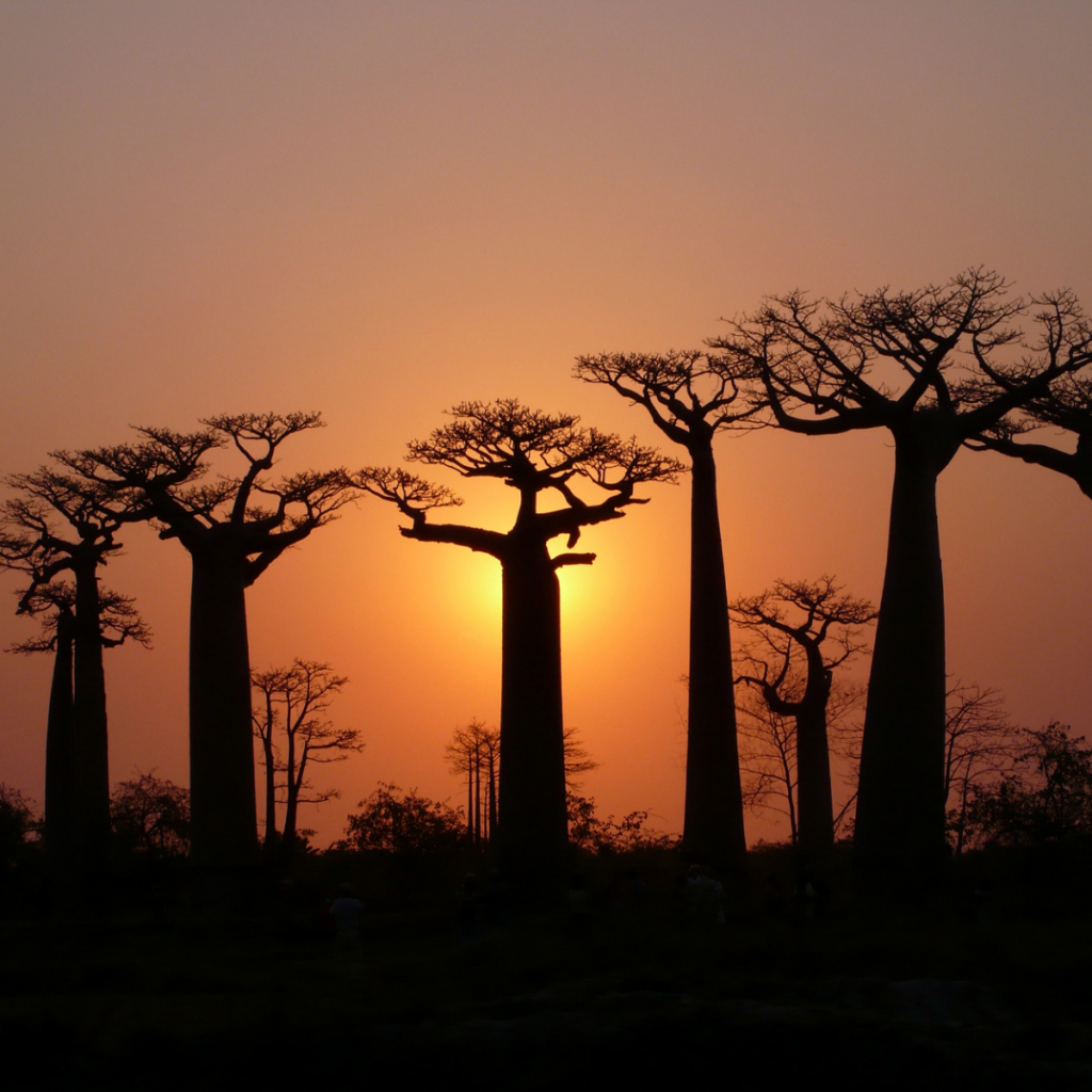 Baobab Trees