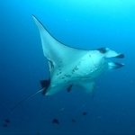 Download Animal Manta Ray PFP