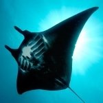 Download Animal Manta Ray PFP