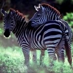 Download Animal Zebra PFP