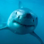 Animal shark PFP