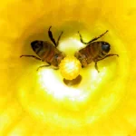Animal bee PFP