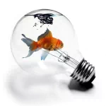 Animal fish PFP