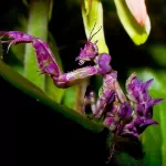 Animal insect PFP