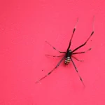 Animal spider PFP
