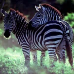 Animal zebra PFP