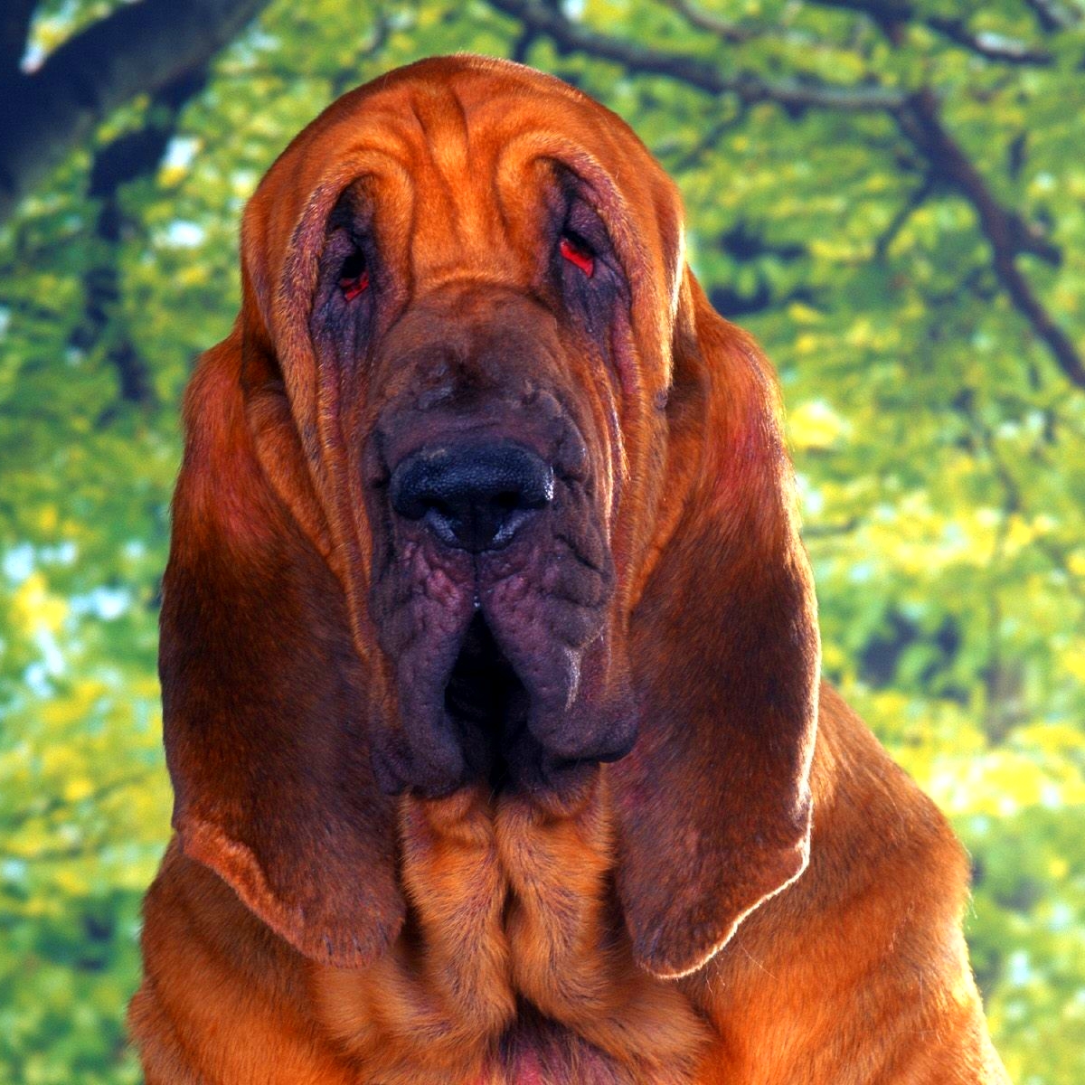 Bloodhound Pfp
