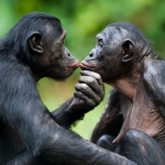 Bonobo Apes