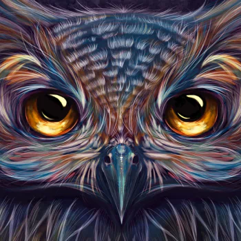  Colorful Owl