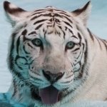 Download Animal White Tiger PFP