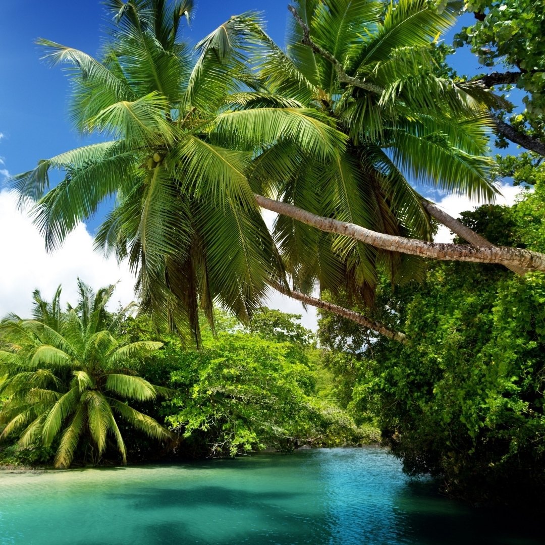 Download Tropics Palm Tree Lagoon Nature Tropical PFP