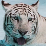 Animal white tiger PFP