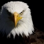 Download Animal Eagle PFP