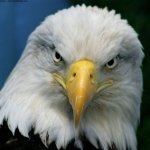 Download Animal Eagle PFP