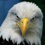 Animal eagle PFP