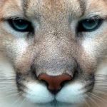 Animal cougar PFP