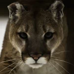 Animal cougar PFP