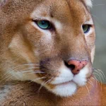 Animal cougar PFP