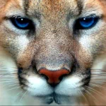 Animal cougar PFP