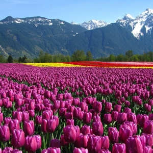 Download Mountain Field Tulip Flower Nature PFP