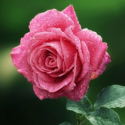 Download Flower Pink Flower Macro Nature Rose PFP