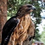 Animal hawk PFP