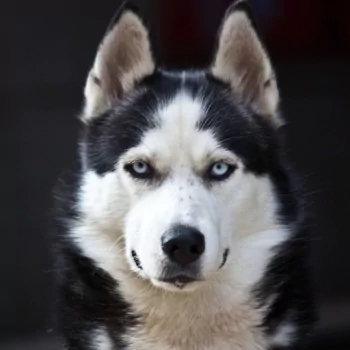 Animal husky PFP