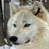 White Wolf with Blue Eyes