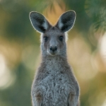 The Purple Necked Rock Wallaby