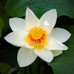 Download Nature White Flower Flower Lotus PFP