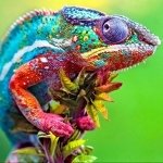Download Animal Chameleon PFP