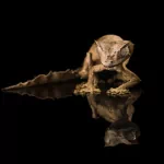 Animal satanic leaf-tailed gecko PFP