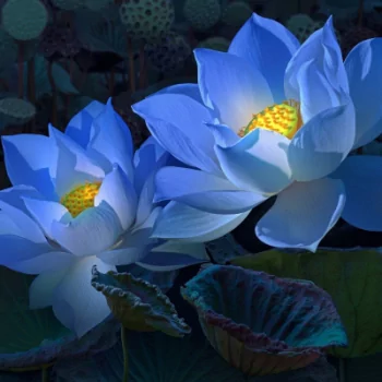  Blue Lotus Flowers