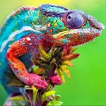 Animal chameleon PFP